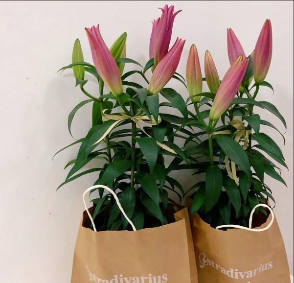 聽(tīng)說(shuō)這個(gè)七夕，鮮花和牛皮紙袋更配哦！